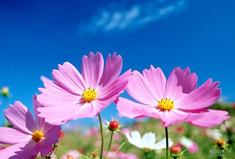 عکس گل نرگس سرخ - عکس نودی