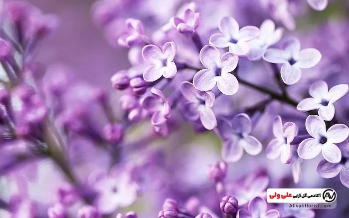 عکس گل یاس کبود عکس گل یاس کبود