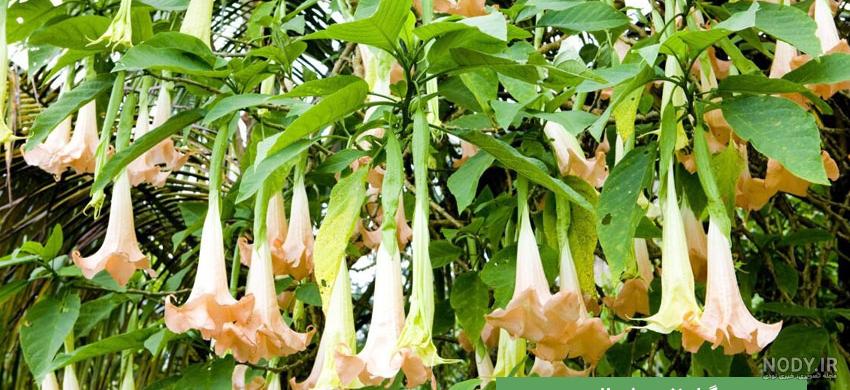 عکس گیاه شیطانی عکس گیاه شیطانی