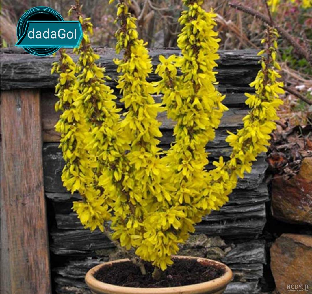 فروش گل یاس خوشه ای فروش گل یاس خوشه ای