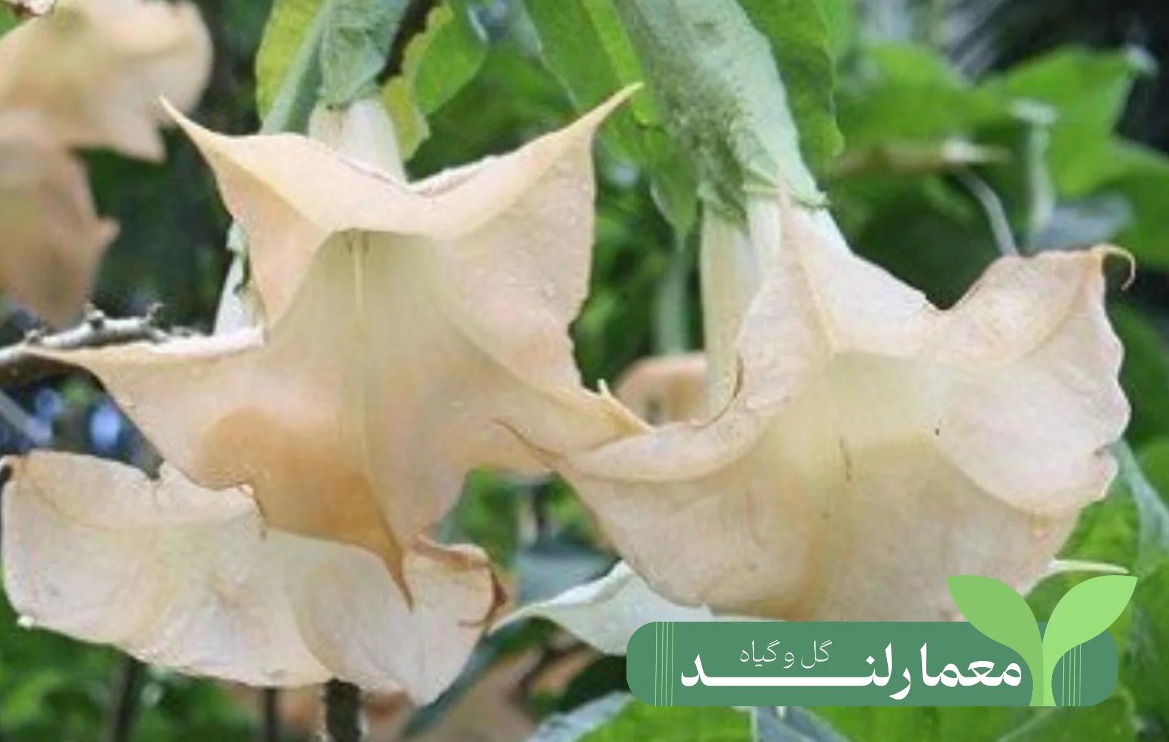نگهداری از گیاه پدیلانتوس: نکات رشد گیاه ستون فقرات شیطان + عکس | گل باما نگهداری از گیاه پدیلانتوس: نکات رشد گیاه ستون فقرات شیطان + عکس | گل باما