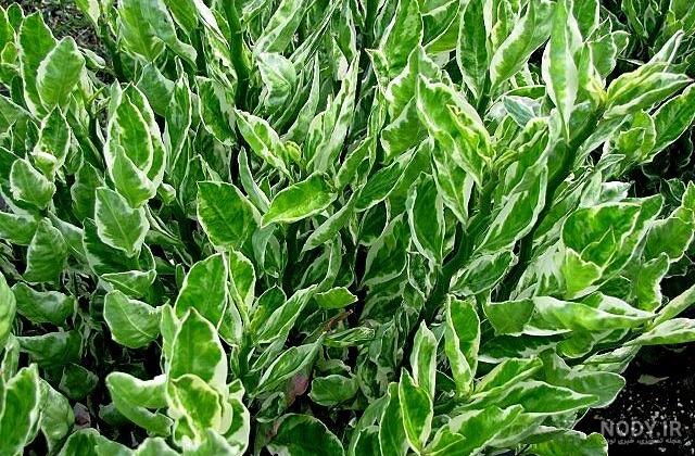 پدیلانتوس (pedilanthus) : بهترین قیمت + ارسال فوری | گل آپارتمانی گل باما پدیلانتوس (pedilanthus) : بهترین قیمت + ارسال فوری | گل آپارتمانی گل باما
