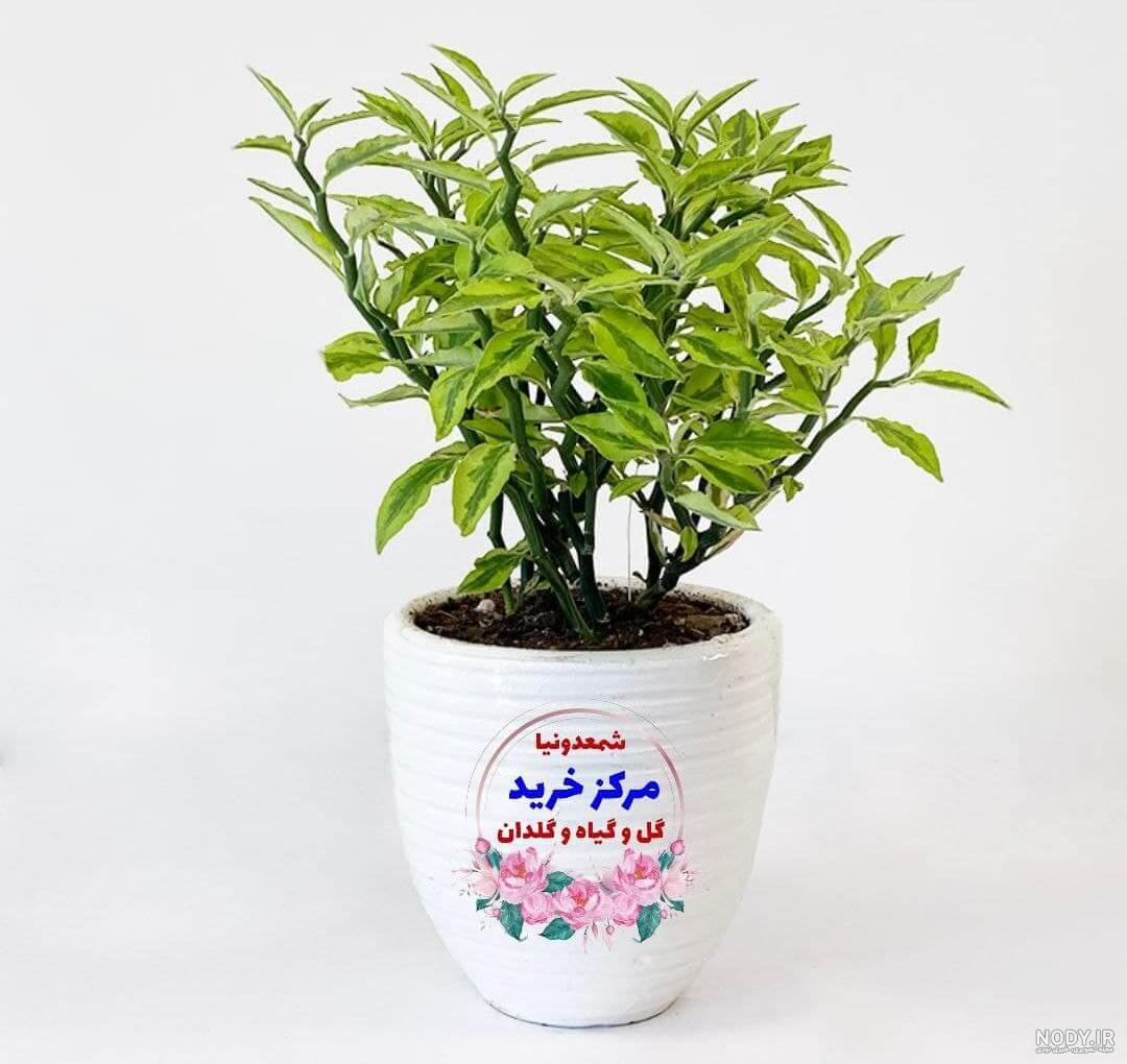گیاه نفس شیطان | همه چیز درباره ماده مخدر گیاه نفس شیطان - نگین گیاه نفس شیطان | همه چیز درباره ماده مخدر گیاه نفس شیطان - نگین