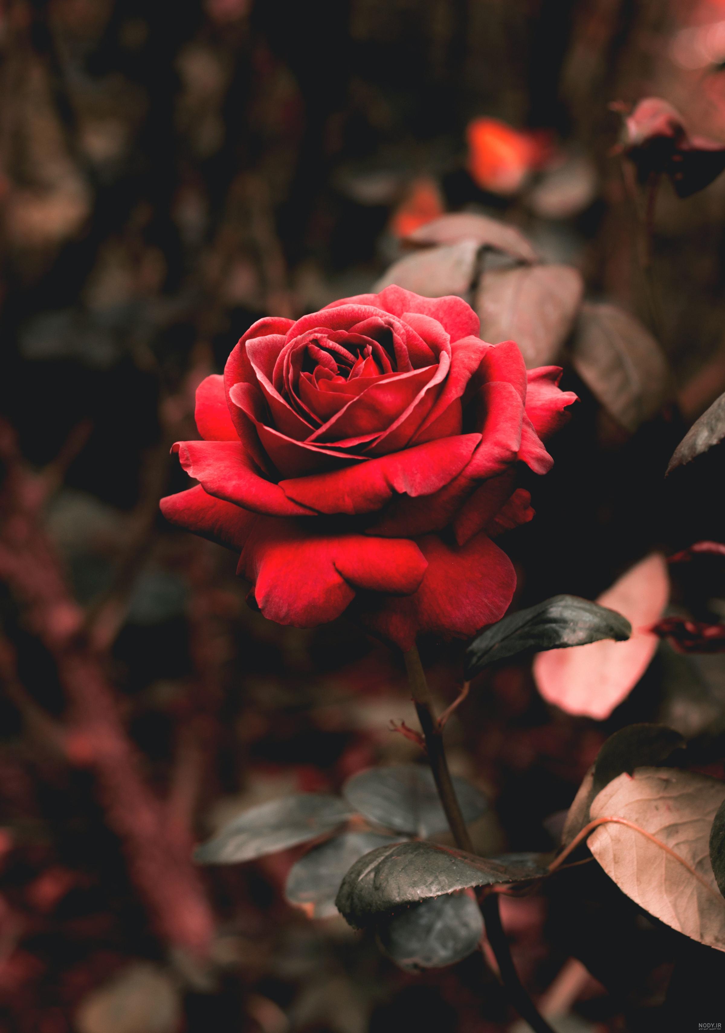 عکس گل رز برای بک گراند - عکس نودی