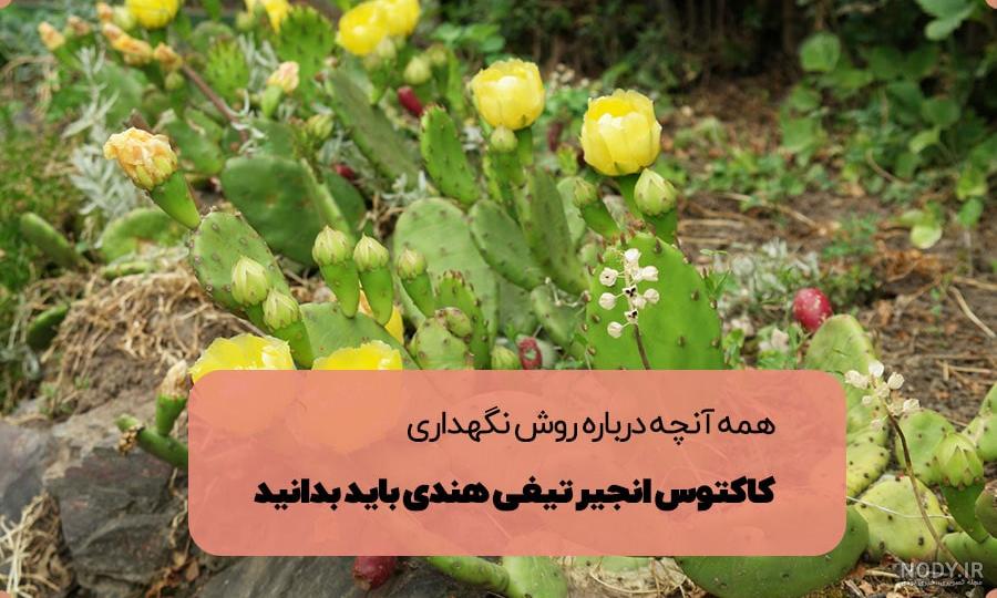 با انواع کاکتوسهای میوه دار آشنا شوید - ایران درخت با انواع کاکتوسهای میوه دار آشنا شوید - ایران درخت