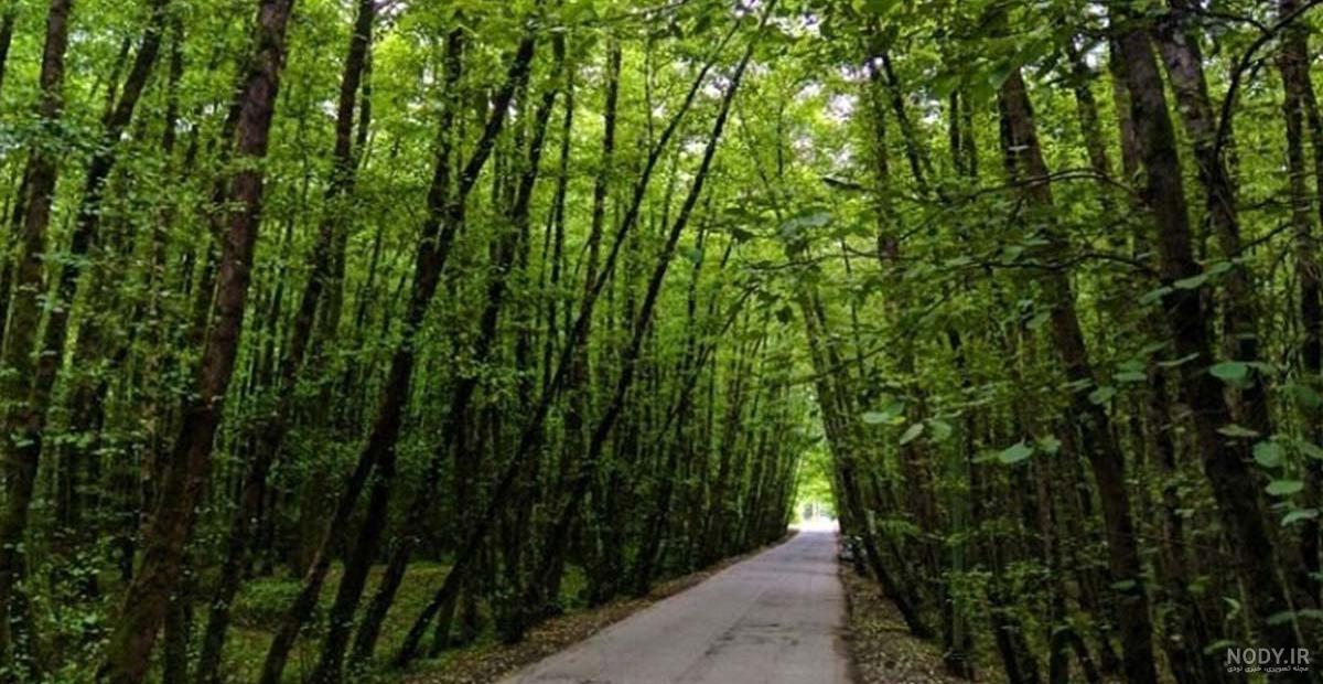جنگل و ساحل گیسوم کجاست |‌ راهنمای بازدید + عکس و آدرس - کجارو