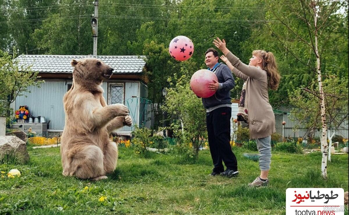 حمله ترسناک و بیرحمانه خرس غول پیکر وحشی به انسان! حمله ترسناک و بیرحمانه خرس غول پیکر وحشی به انسان!