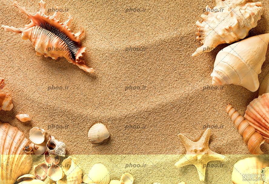 عکس صدف های زیبای دریایی عکس صدف های زیبای دریایی