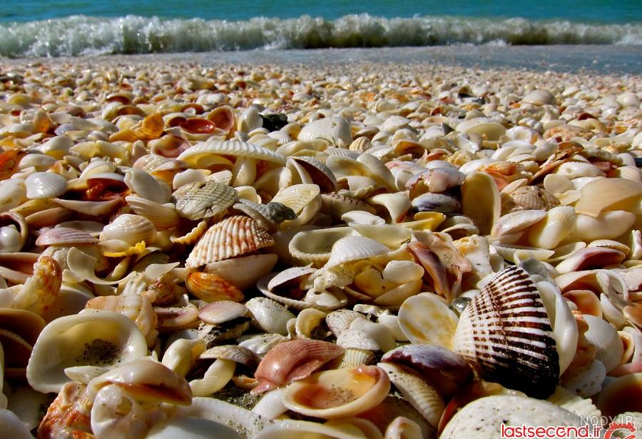 عکس صدف های زیبای دریایی عکس صدف های زیبای دریایی