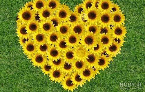 عکس گل در طبیعت برای پروفایل