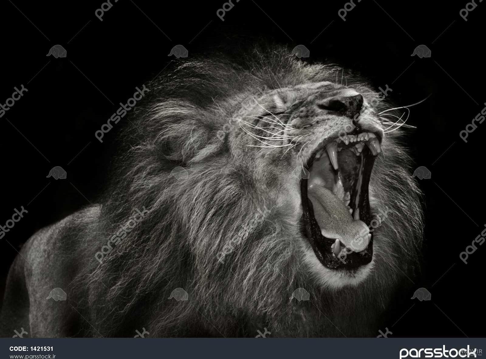 مرد آلفا کیست و چه ویژگی هایی دارد؟ چه طور مرد آلفا شویم؟ - رضاتاکس