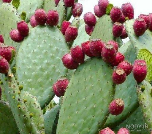 میوه کاکتوس(زبان مادرشوهر) (اپونیتا)🌵 میوه کاکتوس(زبان مادرشوهر) (اپونیتا)🌵