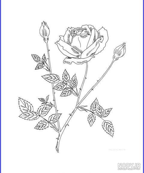 نقاشی گل رز ؛ عکس نقاشی گل رز آسان و سخت برای سنین مختلف - دلبرانه
