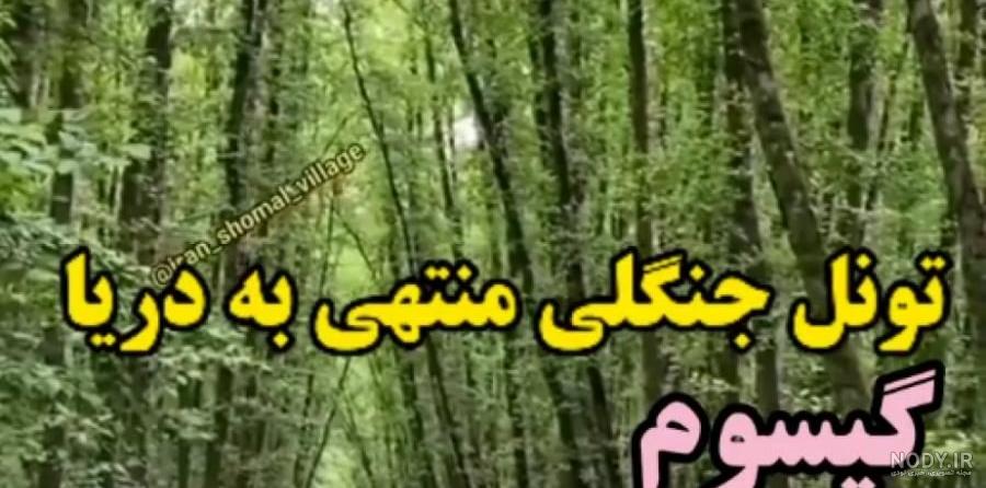 گیسوم کجاست؟ | راهنمای کامل سفر به جنگل گیسوم و ساحل گیسوم گیسوم کجاست؟ | راهنمای کامل سفر به جنگل گیسوم و ساحل گیسوم