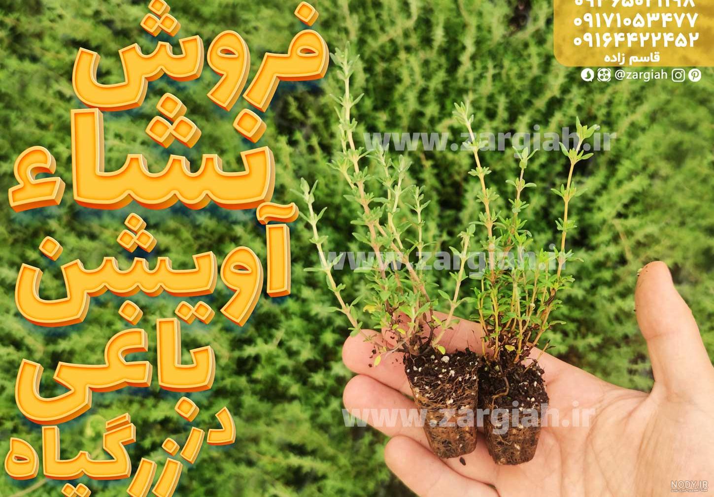 خواص آویشن چیست؟ (همه چیز در مورد عوارض و خواص گیاه آویشن) - ستاره