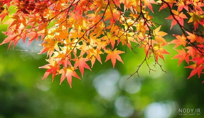 عکس از فصل زیبای پاییز