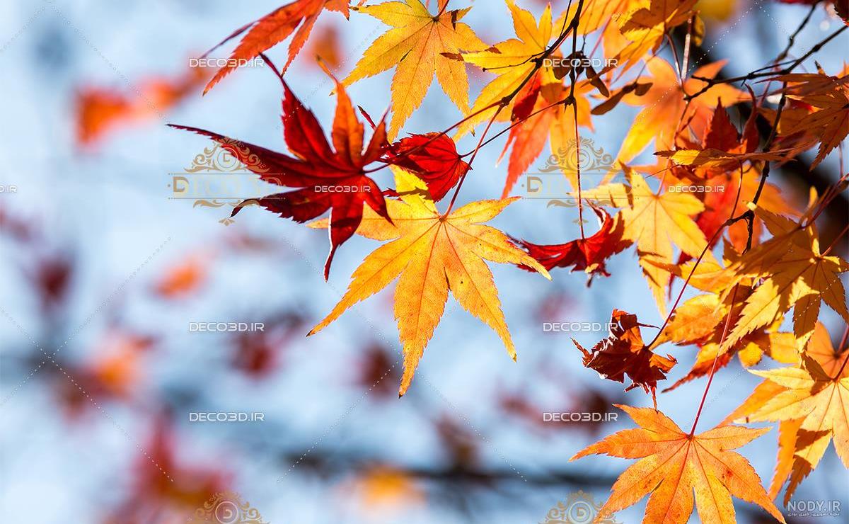 عکس برگ های زیبای پاییزی