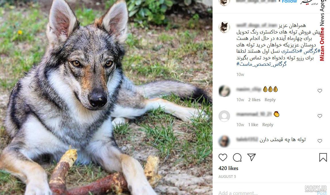 عکس جنگ سگ با گرگ