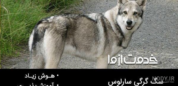 عکس دعوای سگ با گرگ