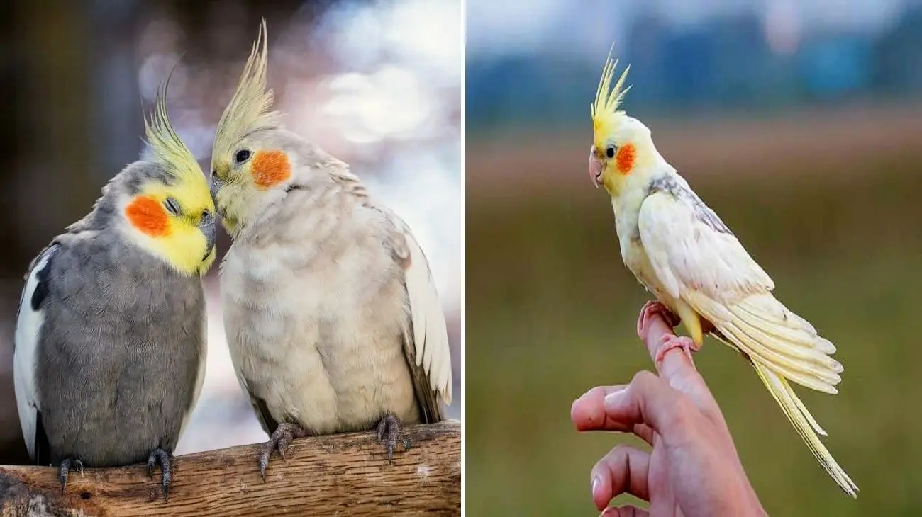 عکس عروس هلندی عجیب