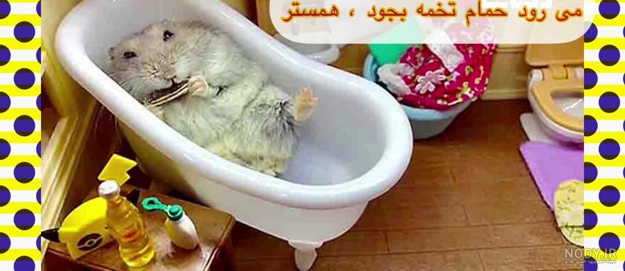 عکس همستر و خوکچه هندی