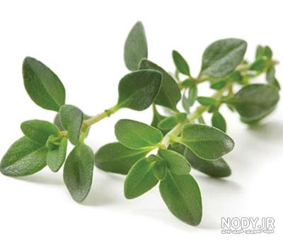 نگاهی به خواص عرق آویشن + راهکاری آسان برای تقویت بینایی