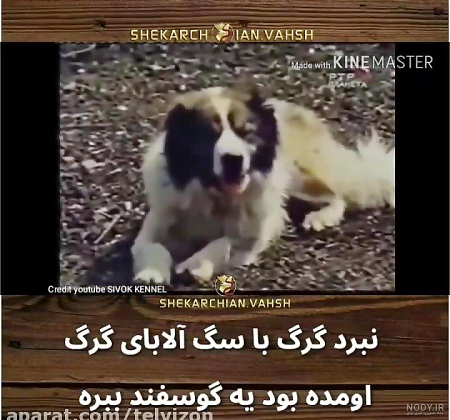 چند عکس گرگ - متمم