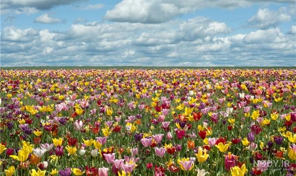 15 عکس طبیعت بهاری کیفیت بالا🌸زیباترین عکس طبیعت بهاری جدید 15 عکس طبیعت بهاری کیفیت بالا🌸زیباترین عکس طبیعت بهاری جدید