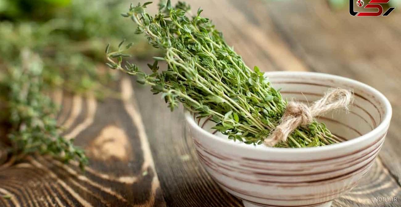 دم کرده آویشن شیرازی و پونه چه خواصی دارد؟ دم کرده آویشن شیرازی و پونه چه خواصی دارد؟