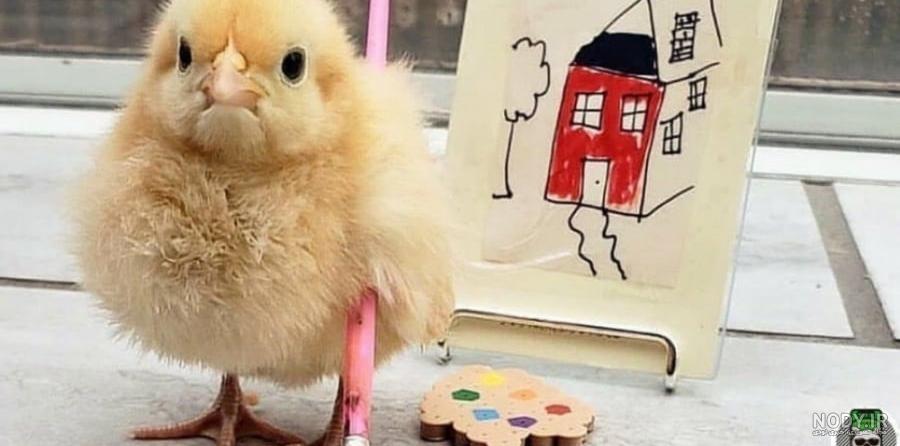 عکس جوجه زرد کوچولو little chick عکس جوجه زرد کوچولو little chick