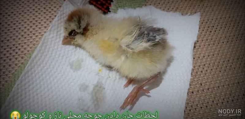 عکس جوجه کیوت کارتونی عکس جوجه کیوت کارتونی