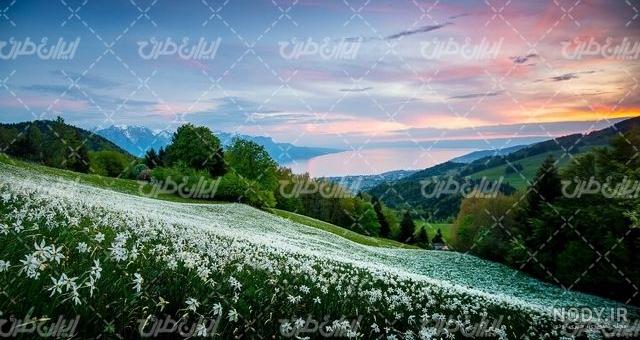 عکس طبیعت بهاری؛‌ مجموعه عکس با کیفیت و زیبای بهاری - ستاره