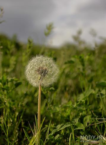 عکس طبیعت زیبای بهاری در رودبار - جهان نيوز عکس طبیعت زیبای بهاری در رودبار - جهان نيوز