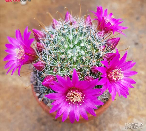 عکس کاکتوس گل داده