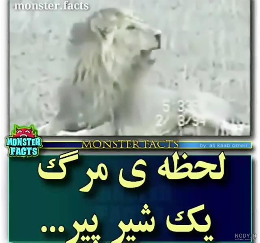 فرارو | (ویدئو) پیرترین شیر آفریقا کشته شد فرارو | (ویدئو) پیرترین شیر آفریقا کشته شد