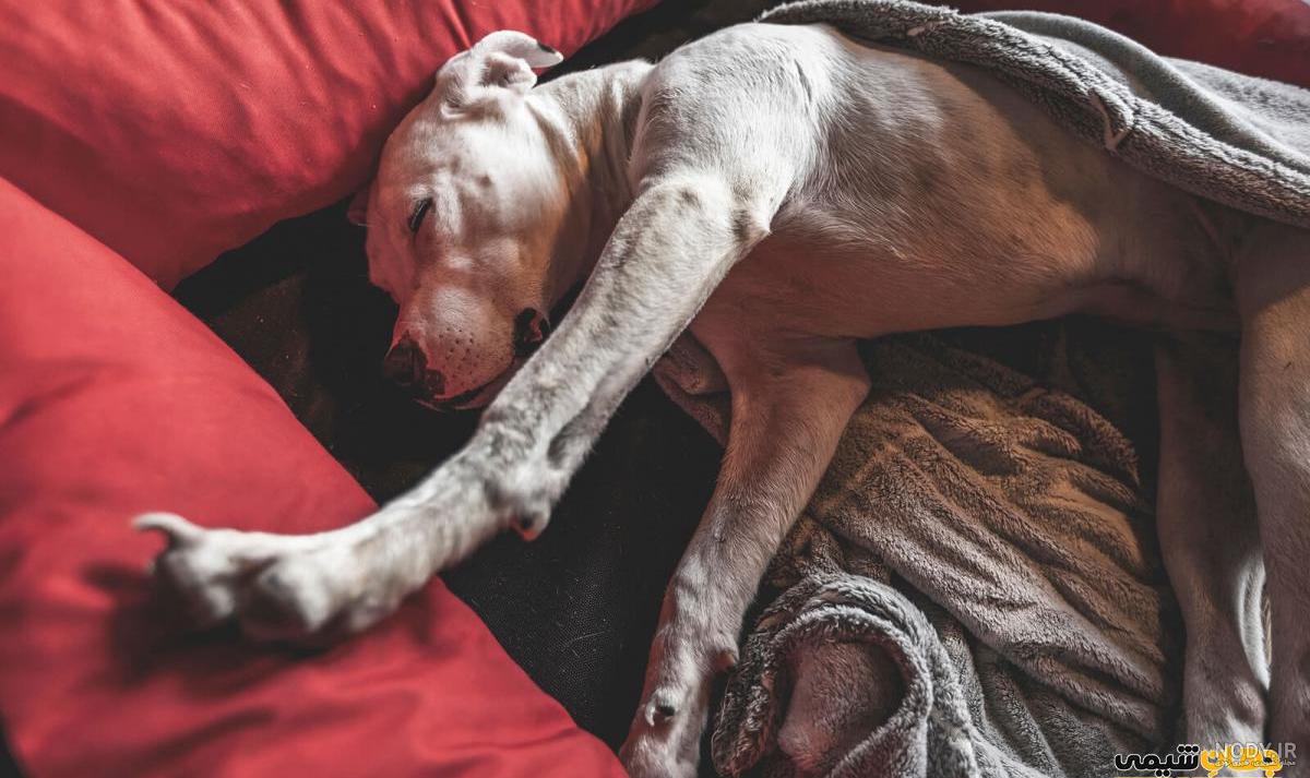 نژاد سگ داگو آرژانتینو (Dogo Argentino) عکس و ویدیو نژاد سگ داگو آرژانتینو (Dogo Argentino) عکس و ویدیو