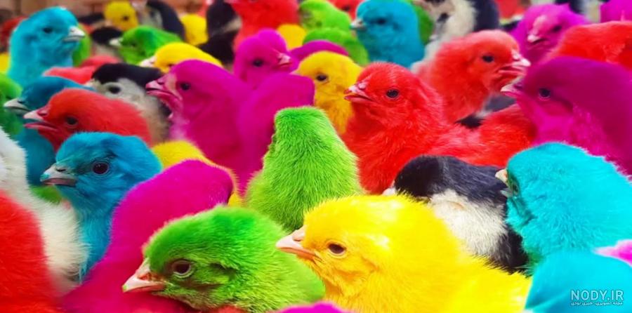 کیوت ترین جوجه اردک🥰❤️ - عکس ویسگون کیوت ترین جوجه اردک🥰❤️ - عکس ویسگون