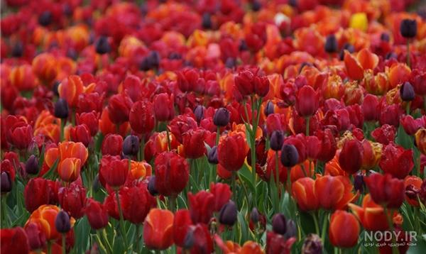 ۶۰ عکس فصل بهار و زیبایی های این فصل ۶۰ عکس فصل بهار و زیبایی های این فصل