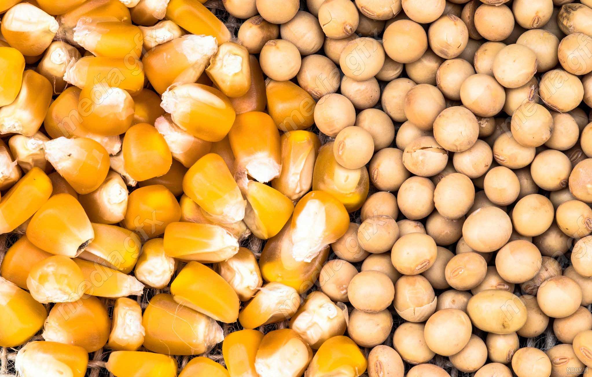 30 عکس ذرت🌽دانلود عکس ذرت و بلال با کیفیت بالا 30 عکس ذرت🌽دانلود عکس ذرت و بلال با کیفیت بالا