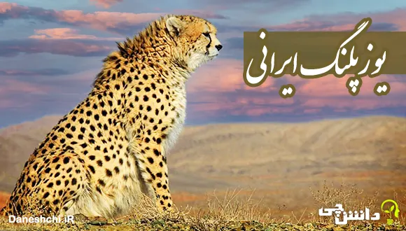 تلاش ها برای نجات یوزپلنگ های در حال انقراض ادامه دارد؛ "ایران" و "فراز"  تنها امید بقای نسل یوز ایرانی - تسنیم