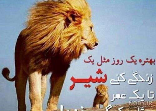 جملات سنگین درباره شیر جنگل - تــــــــوپ تـــــــــاپ جملات سنگین درباره شیر جنگل - تــــــــوپ تـــــــــاپ
