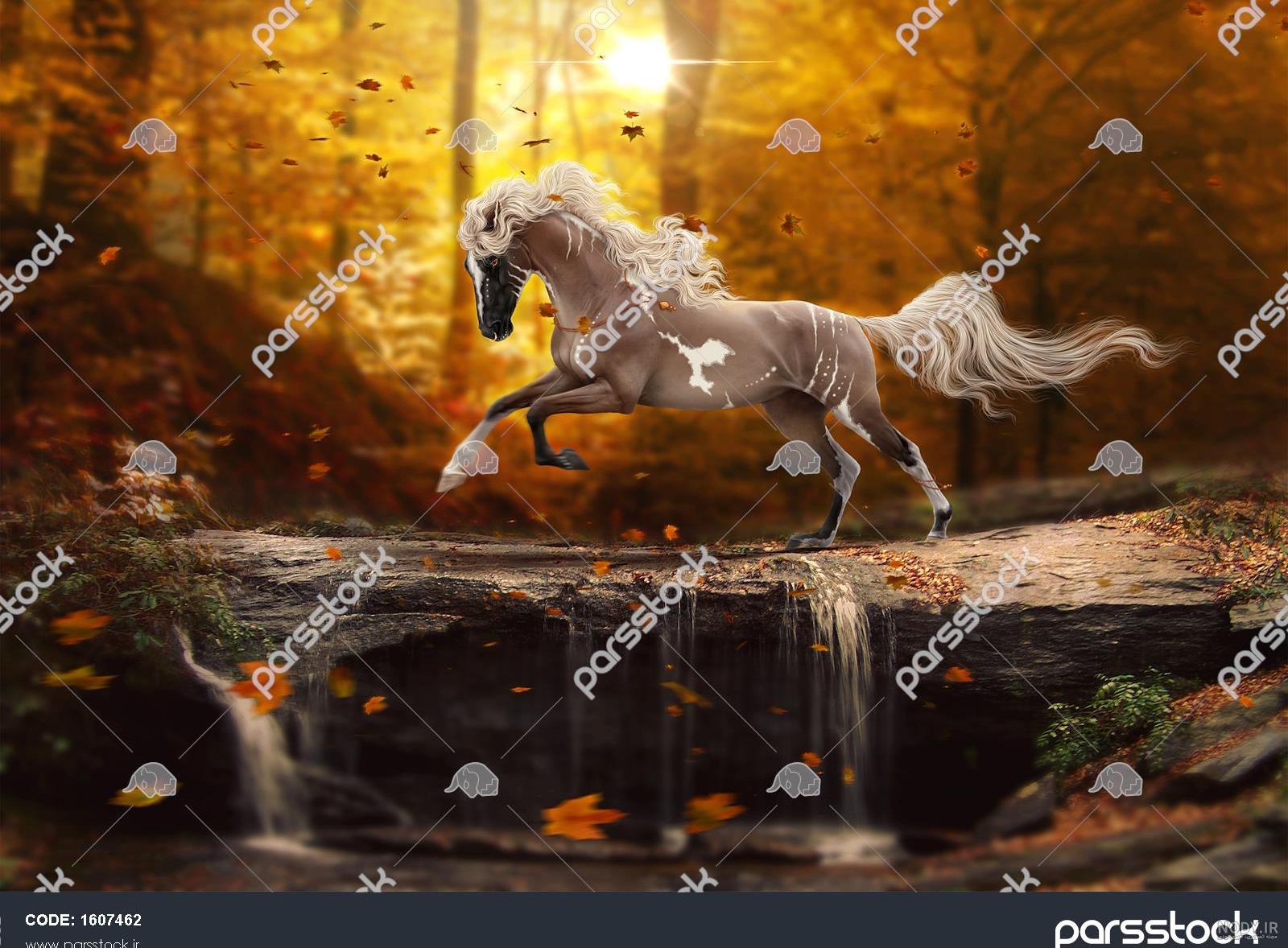زن اسب غروب - عکس ویسگون زن اسب غروب - عکس ویسگون