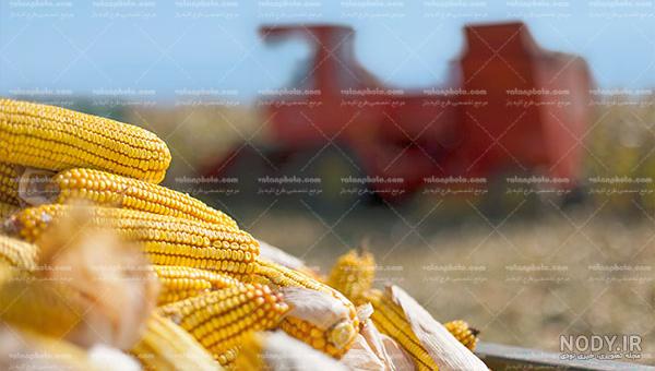 عکس با کیفیت بلال خوش رنگ عکس با کیفیت بلال خوش رنگ