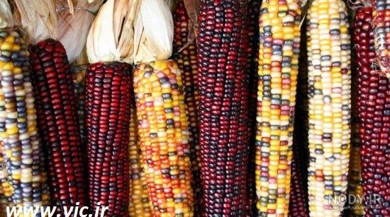 عکس های ذرت عکس های ذرت