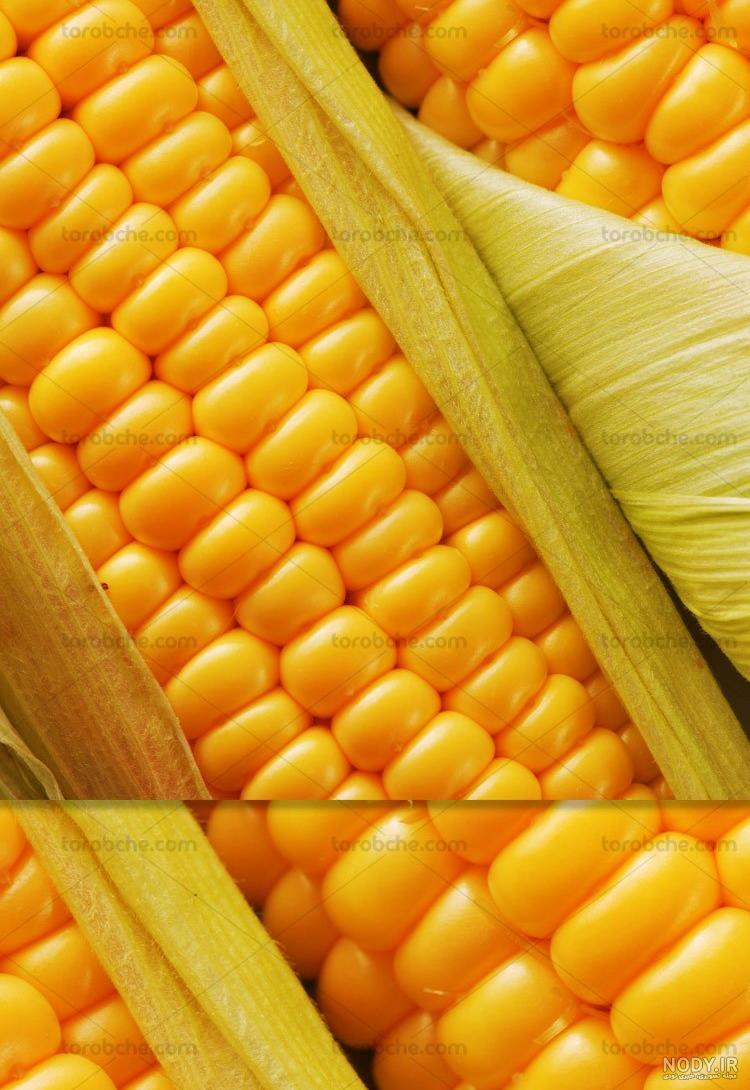 عکس ذرت عکس ذرت