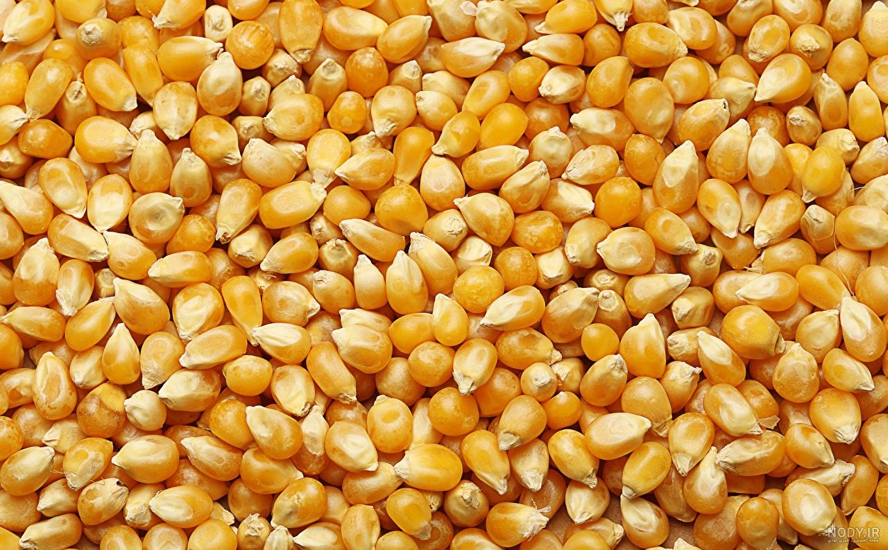 عکس ذرت شیرین عکس ذرت شیرین
