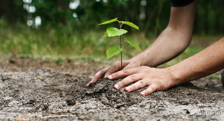 عکس روز درختکاری برای کلیپ عکس روز درختکاری برای کلیپ