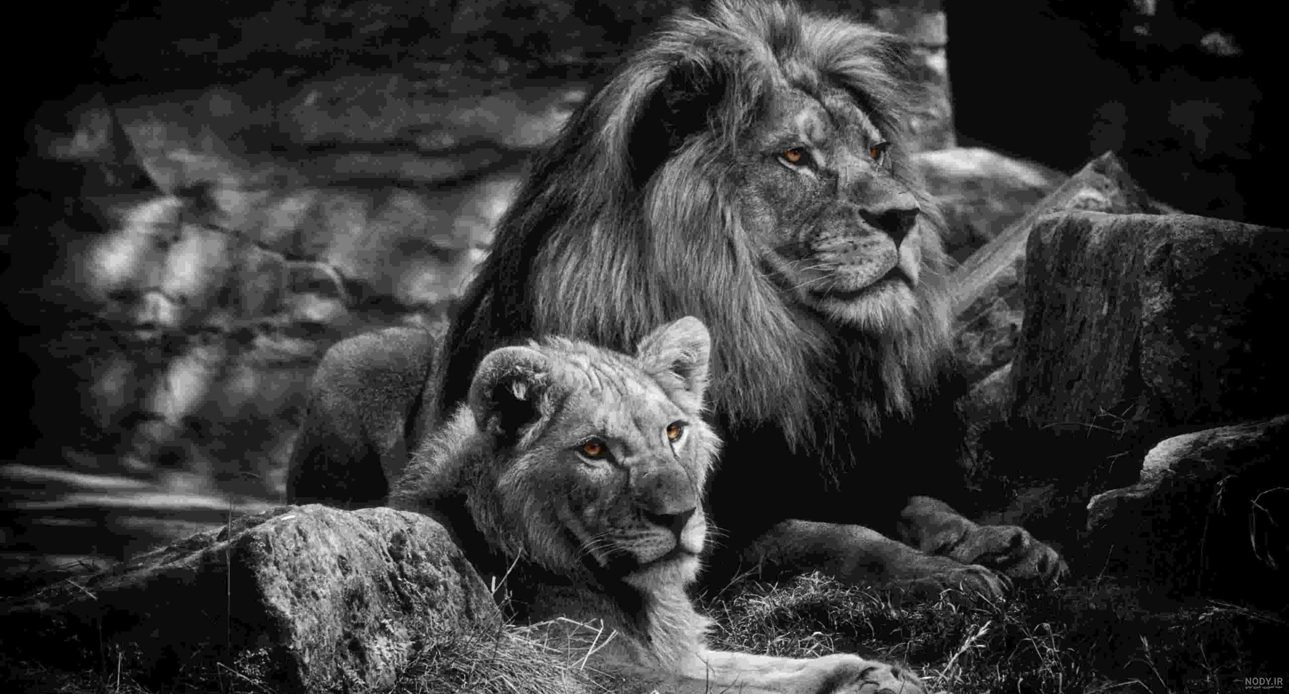 عکس پروفایل شیر تنها - عکس نودی عکس پروفایل شیر تنها - عکس نودی