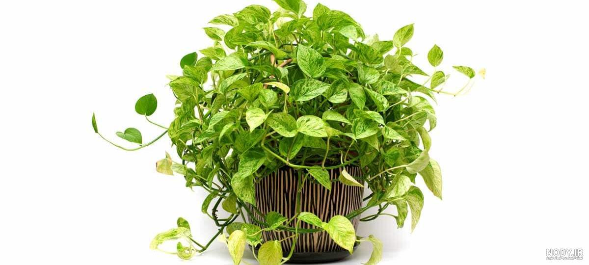 عکس گل پتوس در آب عکس گل پتوس در آب