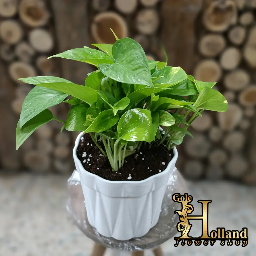 عکس گل پتوس حصیری عکس گل پتوس حصیری